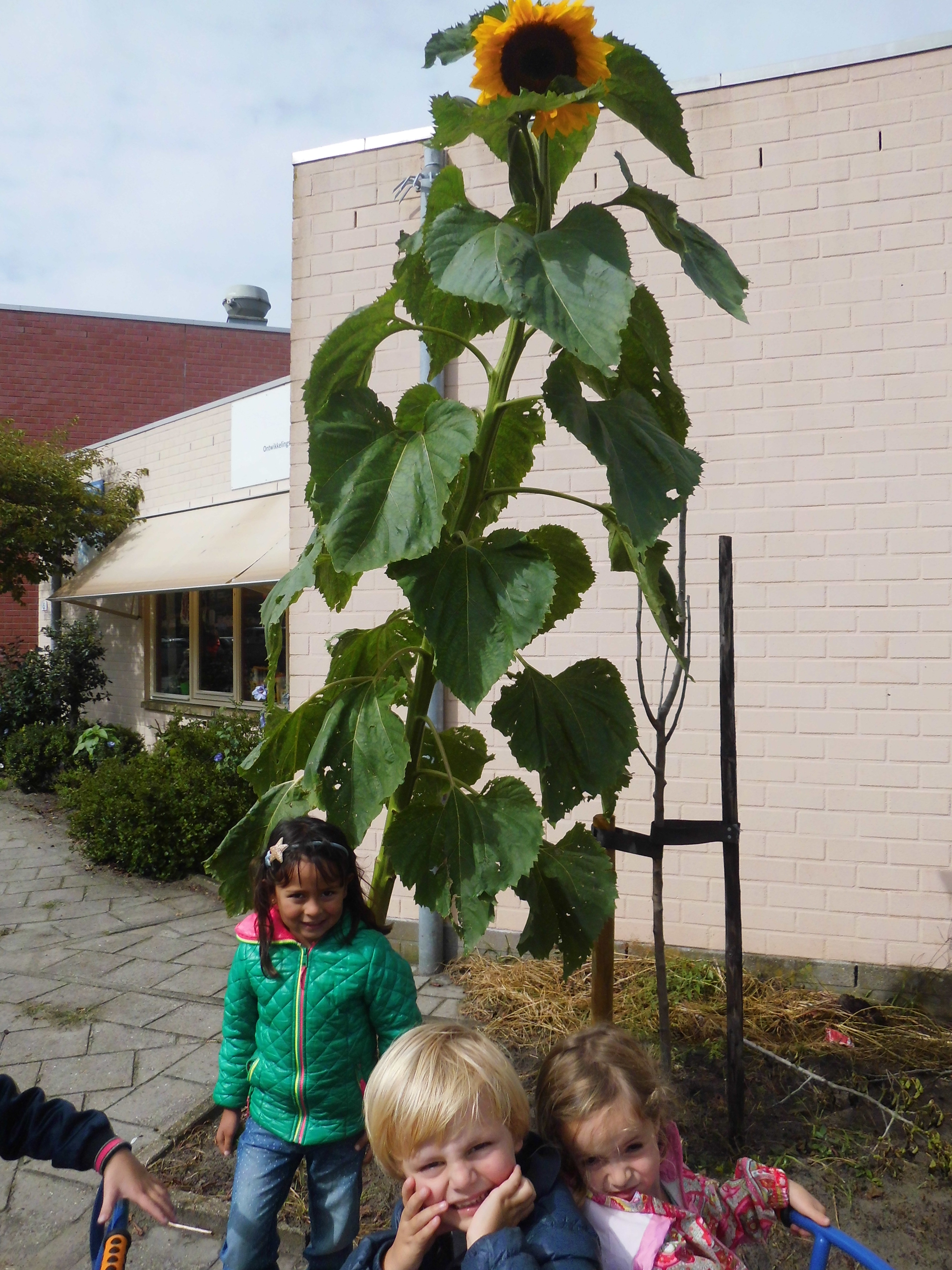 groep 1-2 Raar maar waar!