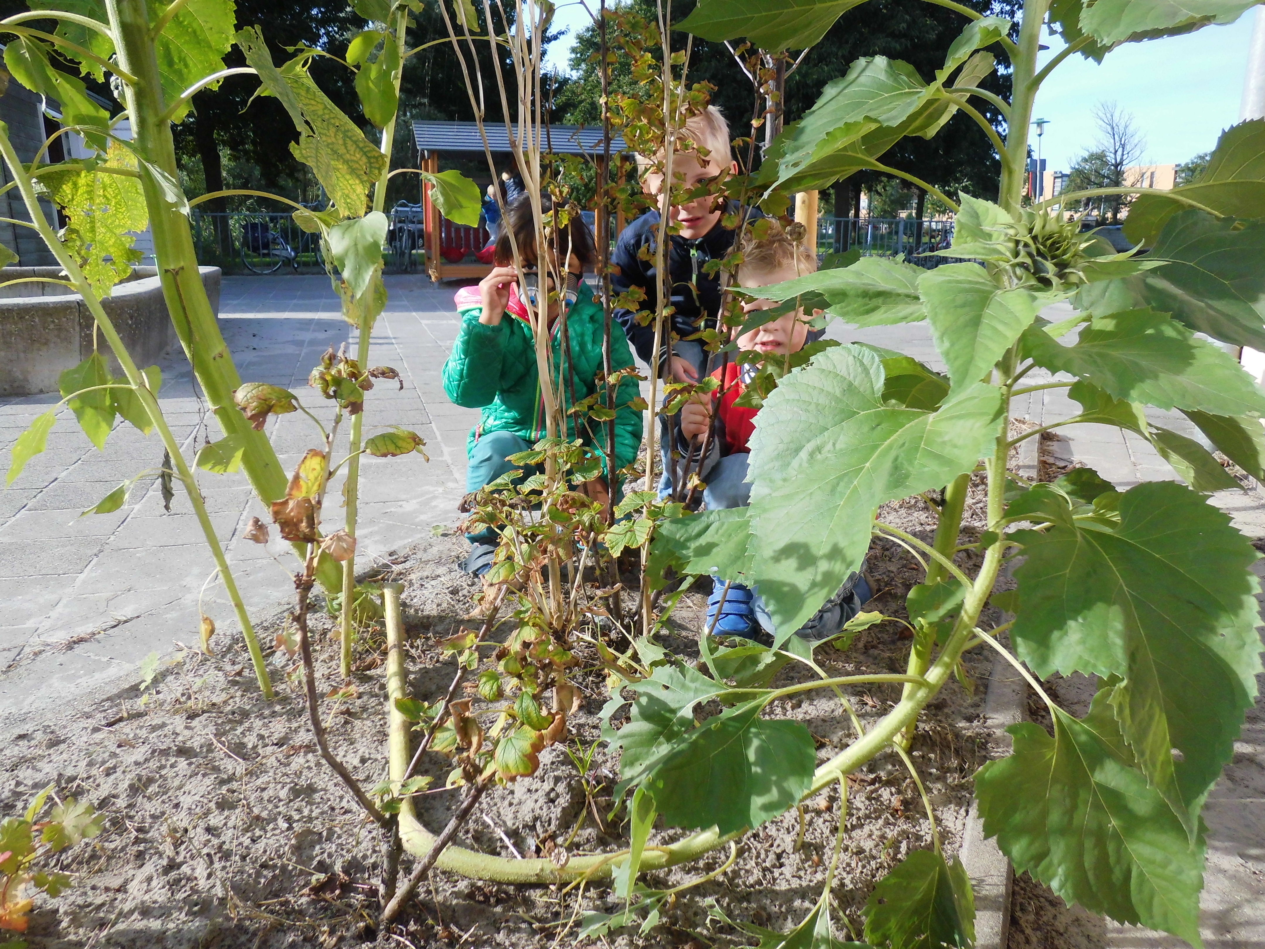 groep 1-2 een zonnebloem met hoogtevrees?