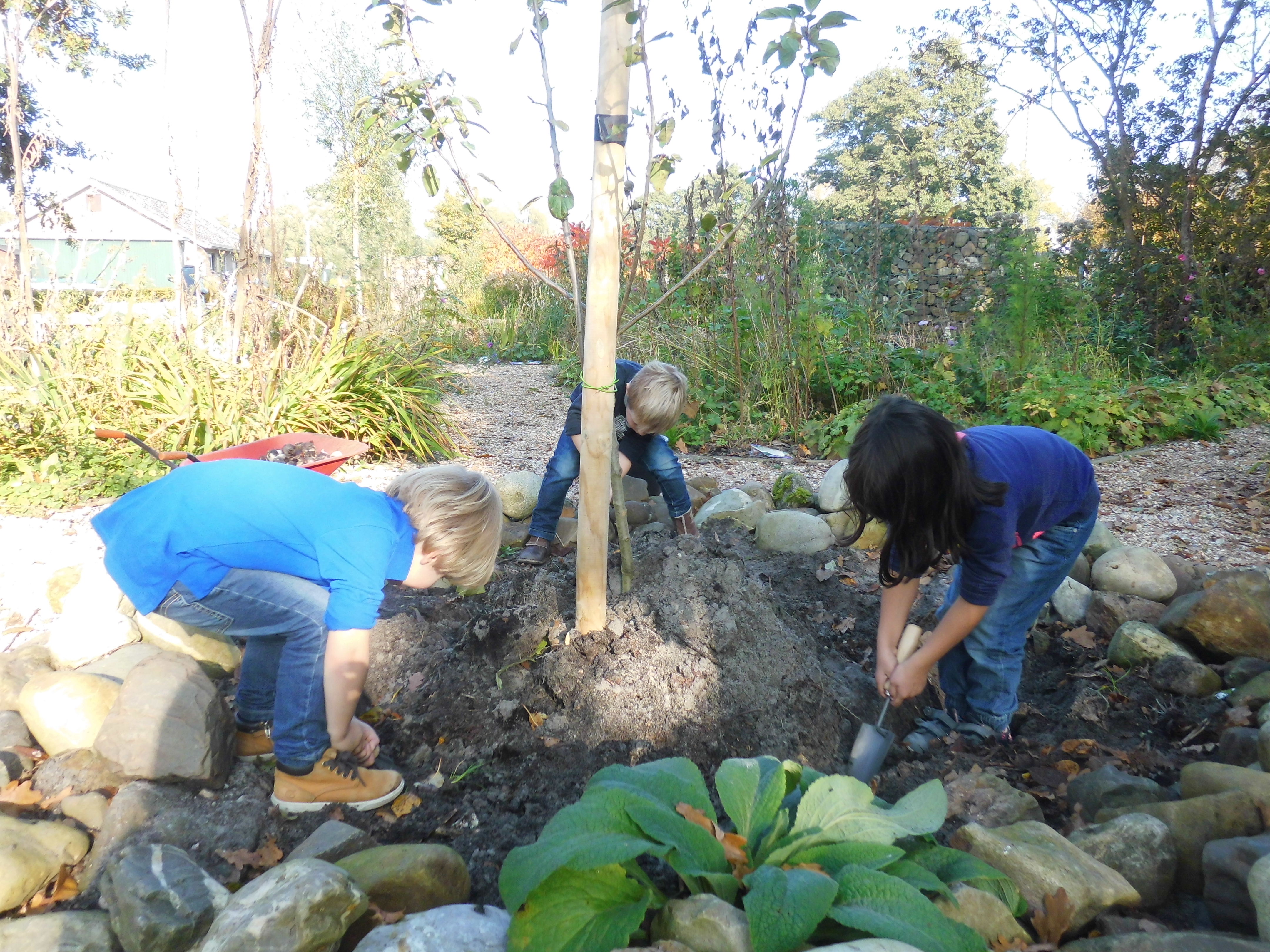 groep 1-2 bollen planten in de Buurttuin