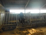 de stier