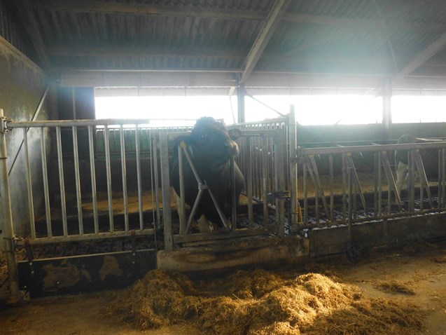 de stier