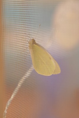 pMBO00434