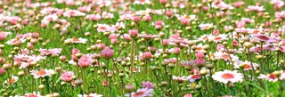 bloemenveld