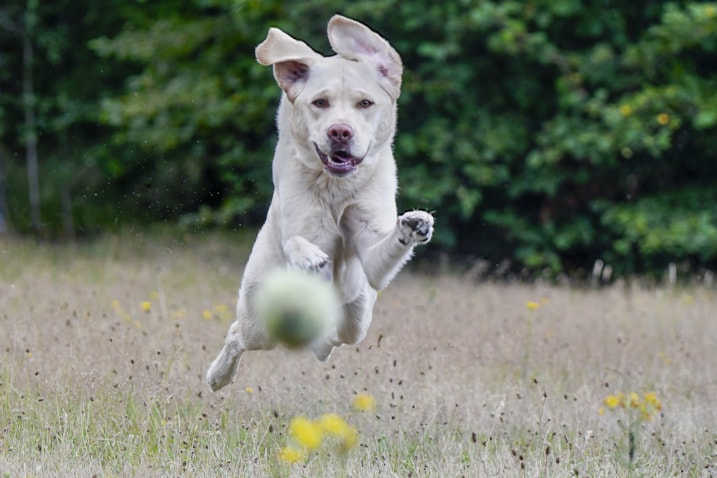 rennen vliegen labrador