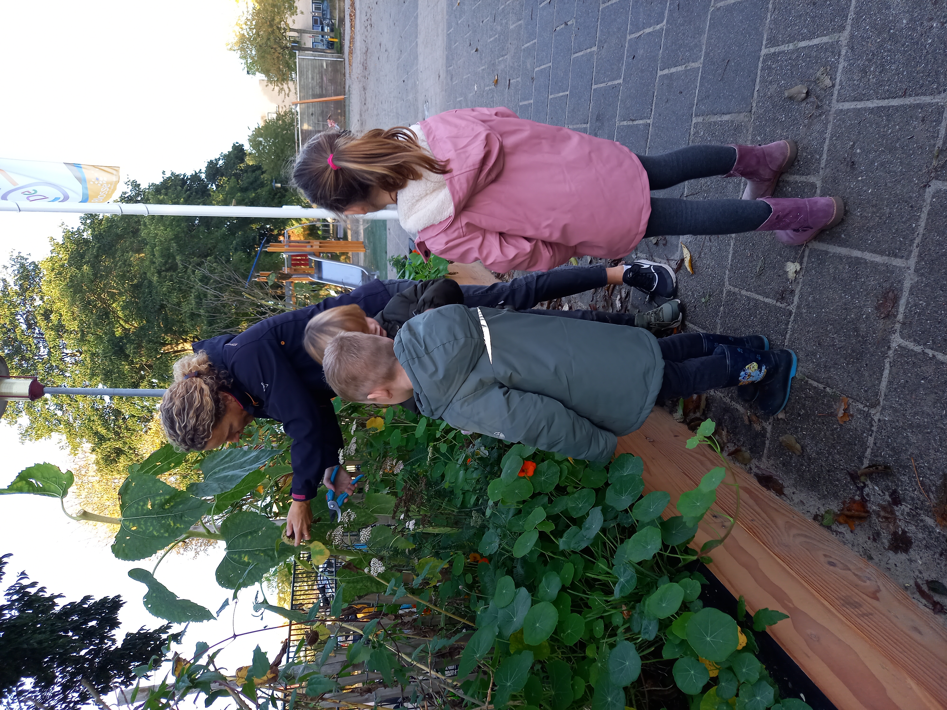 Zaden en pitten oogsten