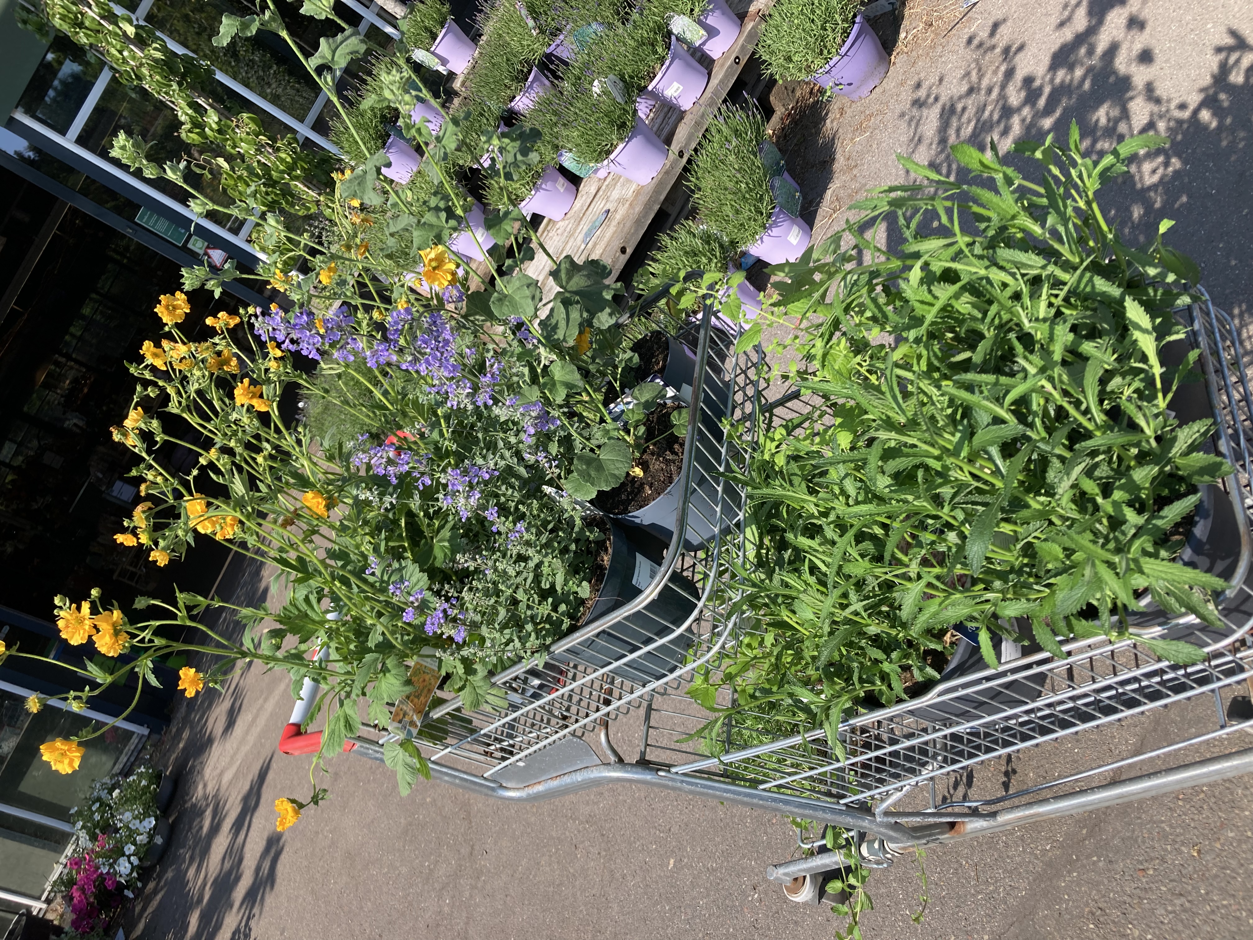 Kruiden, bloemen en tomaten planten groep 1-2