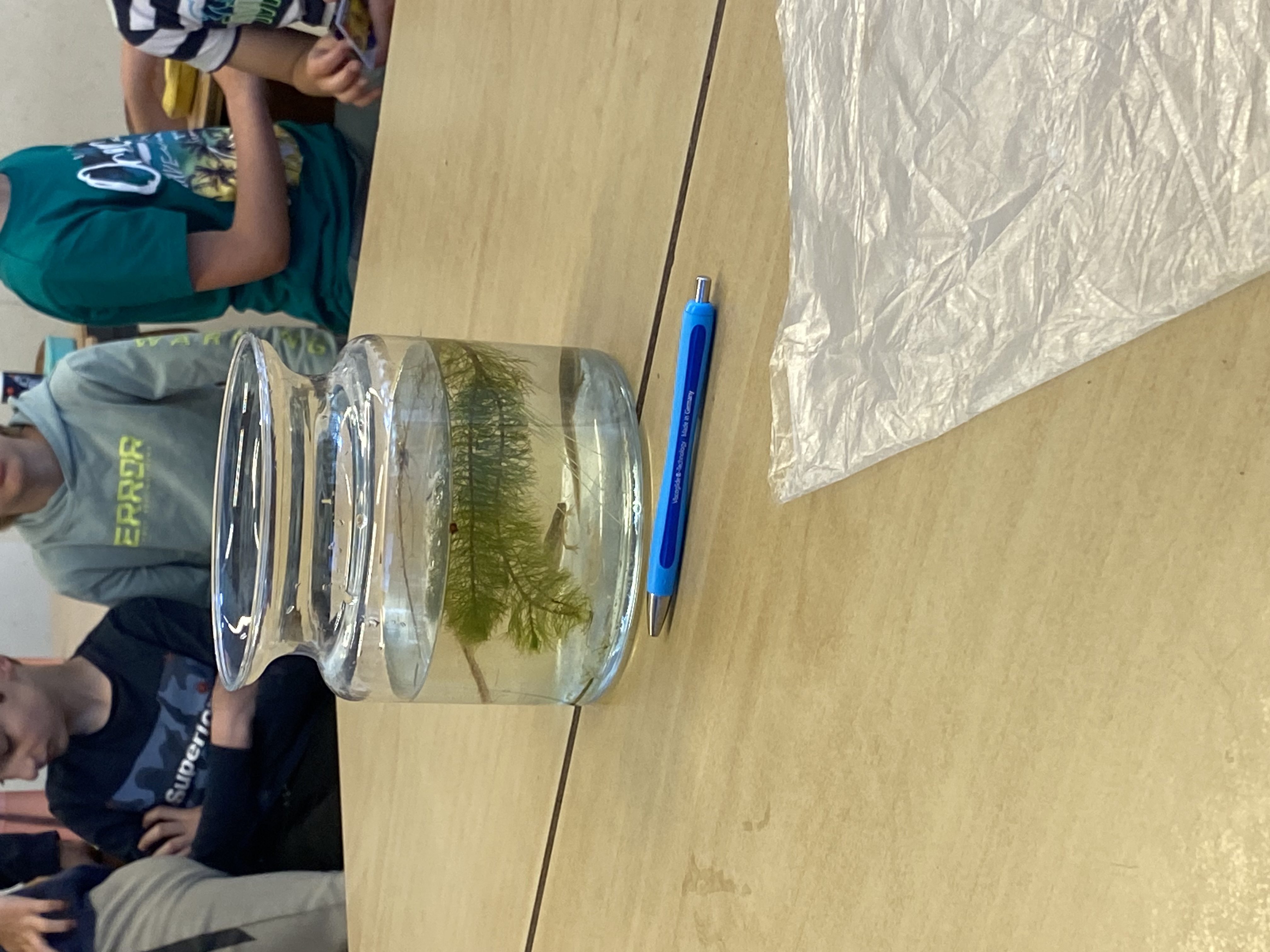 De week van groep 5-6